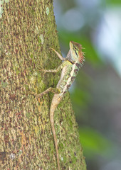 Colorful of Oriental Garden Lizard on branch
