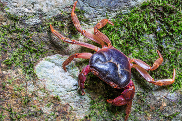 Crab crustacean in rain-forest.