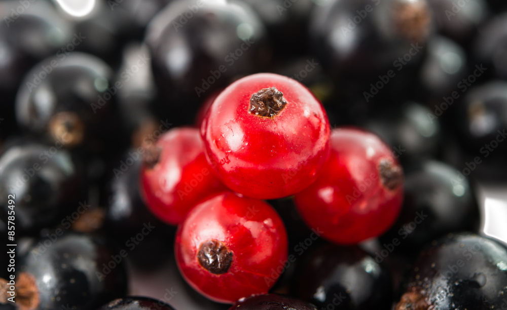 Poster currants