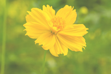 Yellow Cosmos flower(Sulfur Cosmos)