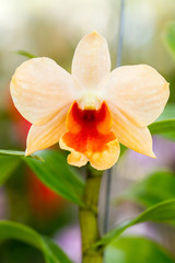 Very beautiful orchids flower.