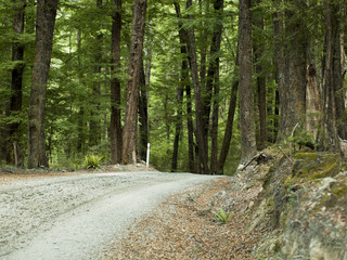 Forest Road