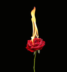 Naklejka premium Concept, Red rose burning with hot flames isolated