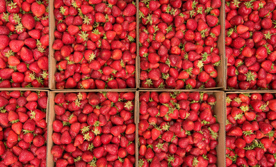 Boxes of freshly picked strawberries for healthy living 
