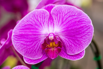 Fototapeta na wymiar Very beautiful orchids flower.