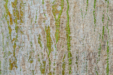 The pattern on the bark