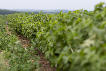 A large field of blackcurrants ready for harvest
