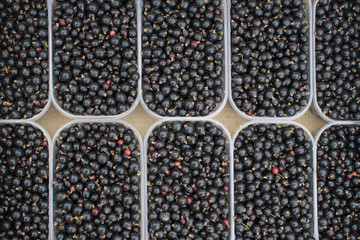 harvest of black currant