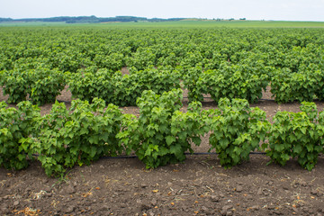 A large field of blackcurrants ready for harvest