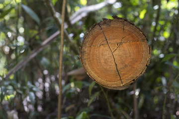 Deforestación (árbol cortado)