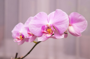 Naklejka na ściany i meble Beautiful purple orchid flowers