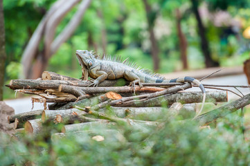 Iguana