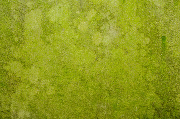 The pattern on the old wall