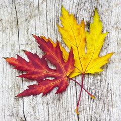 autumn maple leaves