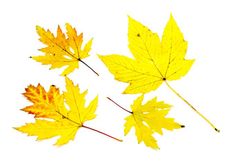 autumn maple leaves