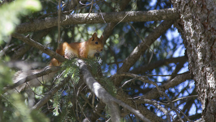 squirrel on a tree among branches
