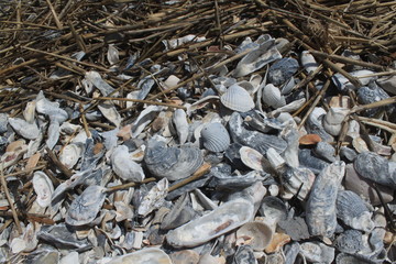 Bergeweise Muscheln am Strand von Edisto Island in South Carolina © holger.l.berlin