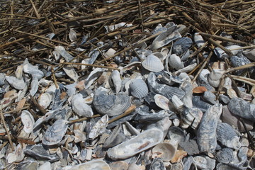 Bergeweise Muscheln am Strand von Edisto Island in South Carolina