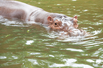 Fototapeta premium Hippopotamus
