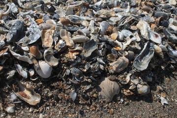 Massenhaft Muscheln am Strand von Edisto Island in South Carolina © holger.l.berlin