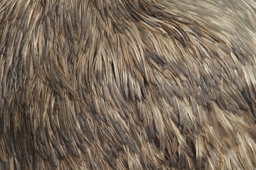 Ostrich feathers