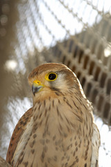 Falcon