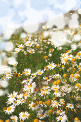 Daisies in a meadow