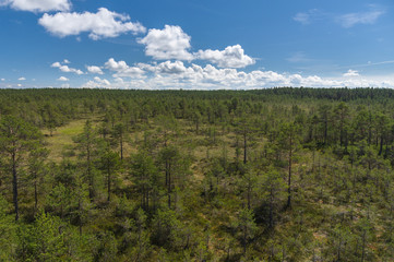 Pine trees at bog area against blue sky, aerial view