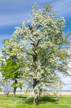 Lush blooming tree under blue sky