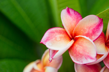 The beautiful Plumeria flowers close up background.