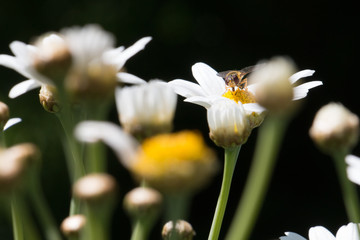 Blüte mit Bienchen