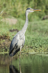 grey heron