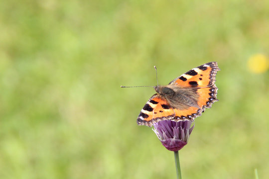 Schmetterling auf Schnittlauch