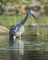 grey heron