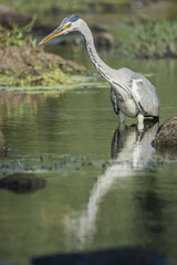 Fototapeta premium grey heron