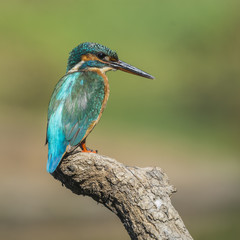 kingfisher