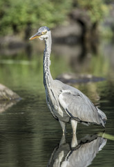 grey heron