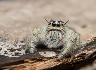 Jumping spider
