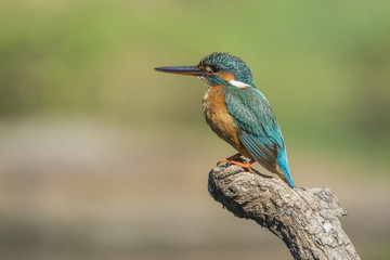 kingfisher