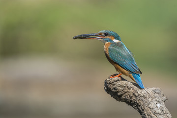 kingfisher