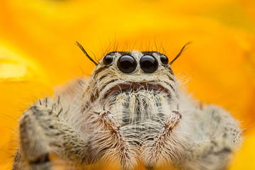 Jumping spider