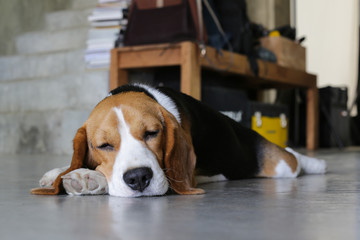 Portrait of young Beagle dog lying on the floor