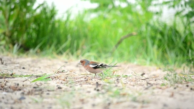 Male common chaffinch forages on the ground and flies away 