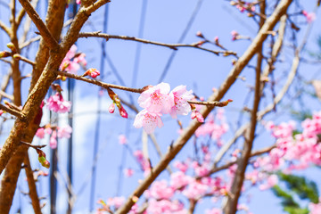 Sakura Of Thailand
