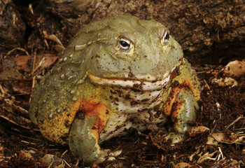 Pixie Frog