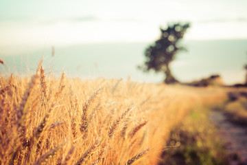 Paesaggio di campagna e campi di grano al tramonto