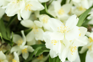 Fototapeta na wymiar White flowers of jasmine background
