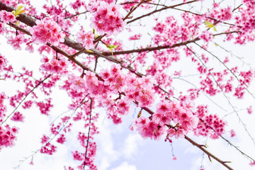 Sakura Of Thailand
