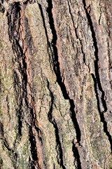 old tree texture background pattern  