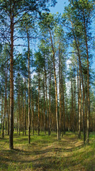 Pine tree forest vertical panorama